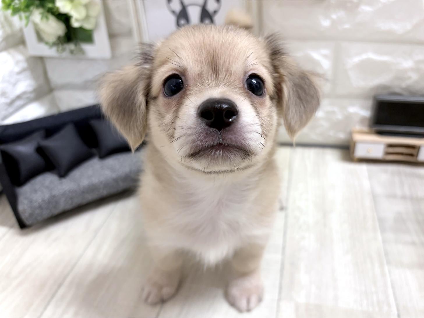 和歌山県のチワックス(チワワ×ダックス) (DOGMAN和歌山中之島店/2026年7月11日生まれ/男の子/シェーデットイエロー)の子犬の1枚目の画像
