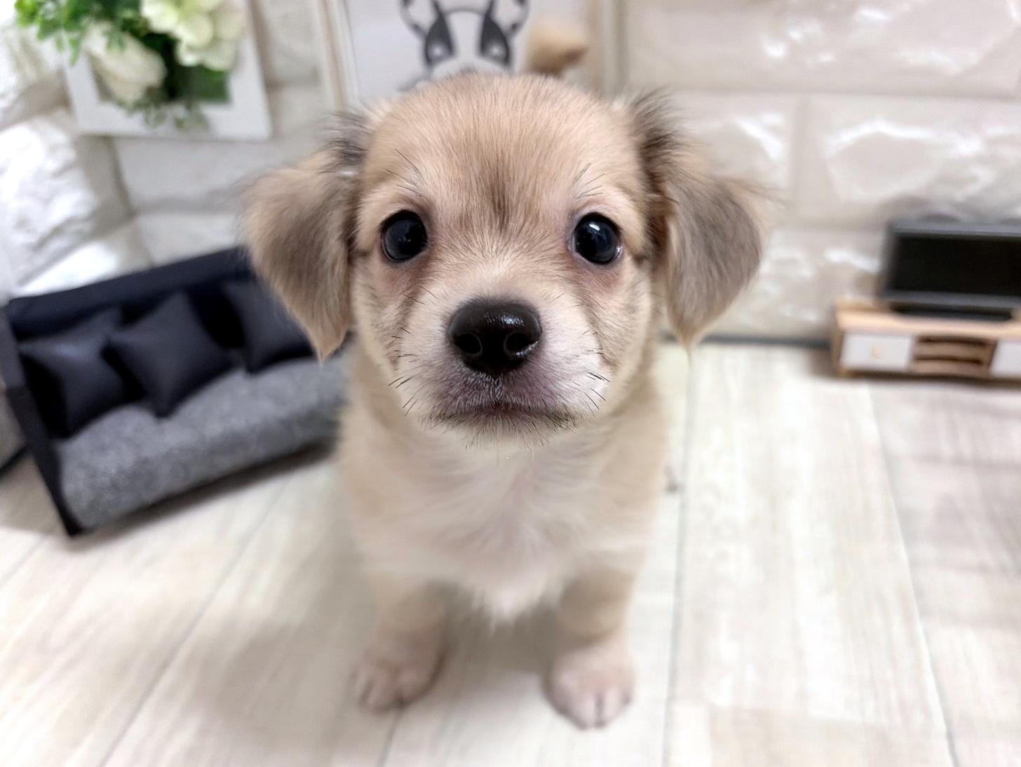 和歌山県のチワックス(チワワ×ダックス) (DOGMAN和歌山中之島店/2026年7月11日生まれ/男の子/シェーデットイエロー)の子犬の2枚目の画像