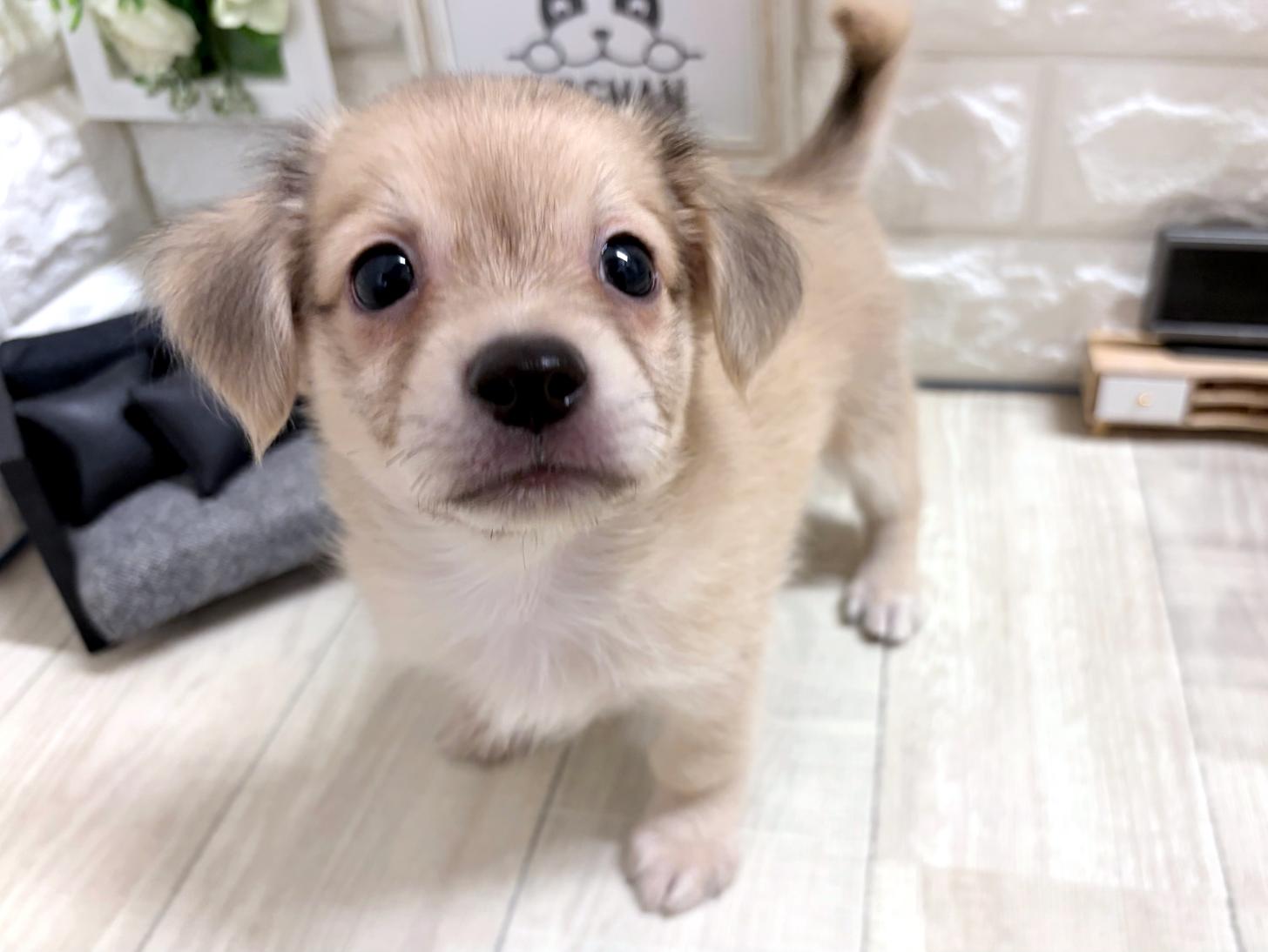 和歌山県のチワックス(チワワ×ダックス) (DOGMAN和歌山中之島店/2026年7月11日生まれ/男の子/シェーデットイエロー)の子犬の3枚目の画像
