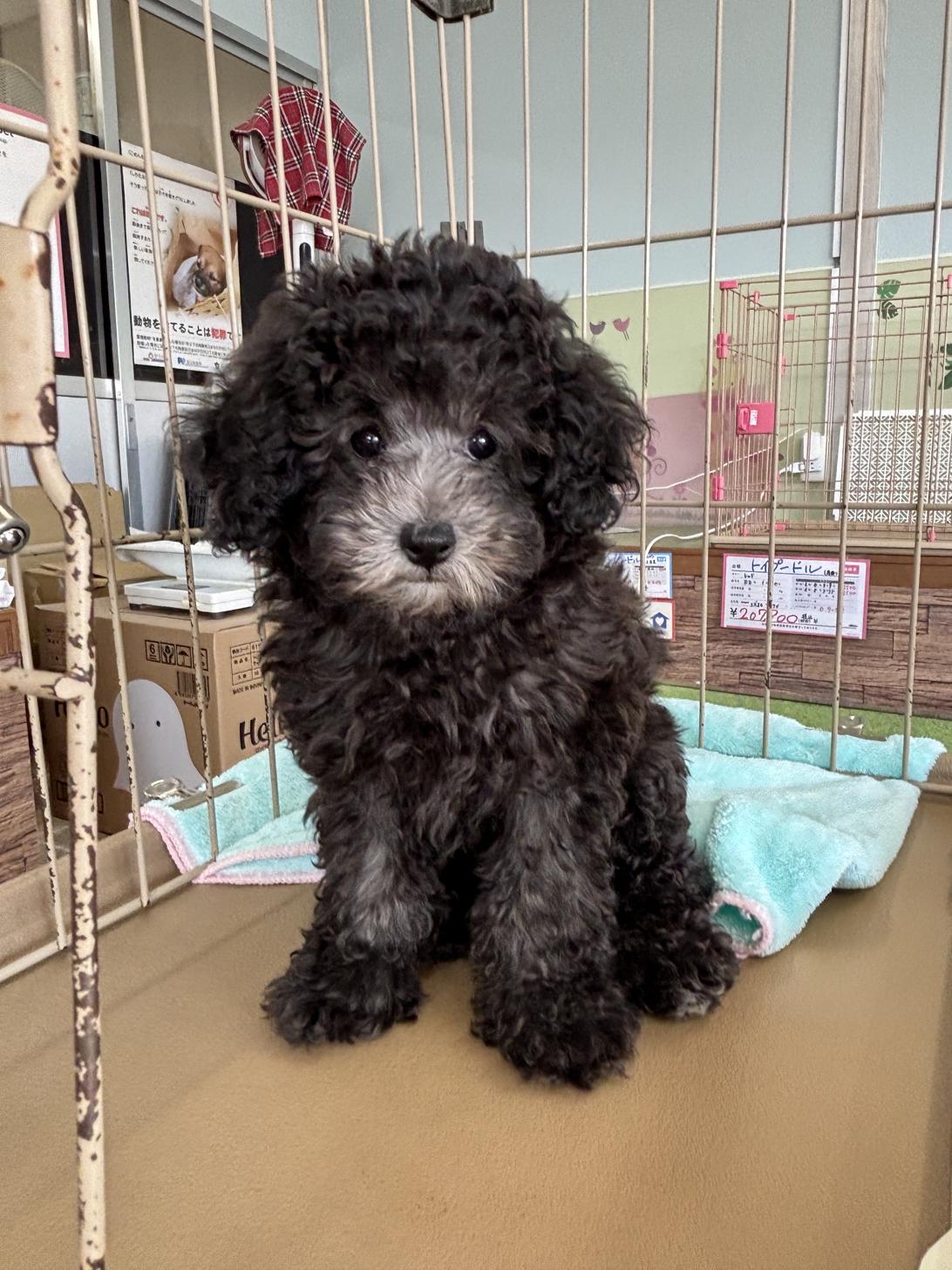 愛知県のトイプードル(タイニー) (子いぬの足あと/2026年2月14日生まれ/女の子/シルバー)の子犬