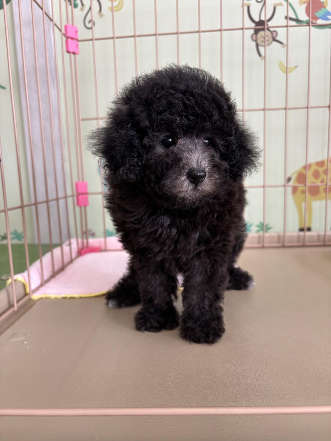 愛知県のトイプードル(タイニー) (子いぬの足あと/2026年2月14日生まれ/女の子/シルバー)の子犬