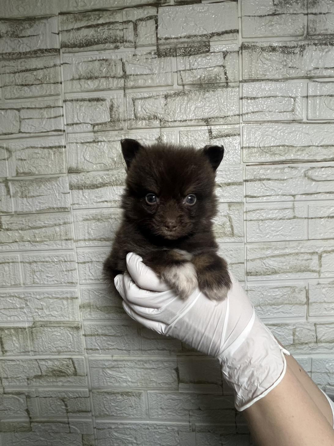 埼玉県のポメラニアン (ペッツスマイル南中野店/2026年1月12日生まれ/男の子/チョコレートタン)の子犬の1枚目の画像