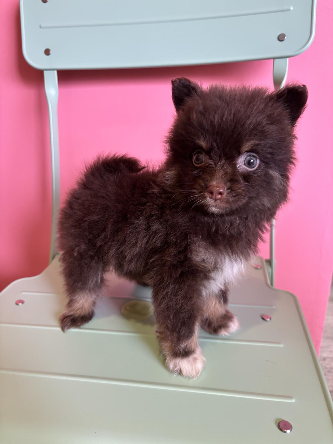 埼玉県のポメラニアン (ペッツスマイル南中野店/2026年1月12日生まれ/男の子/チョコレートタン)の子犬の1枚目の画像