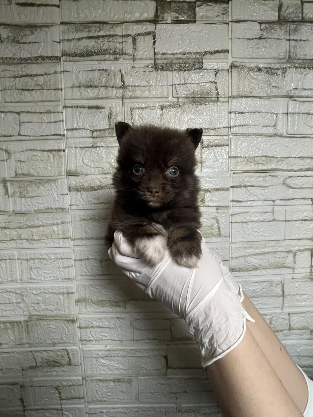 埼玉県のポメラニアン (ペッツスマイル南中野店/2026年1月12日生まれ/男の子/チョコレートタン)の子犬の2枚目の画像