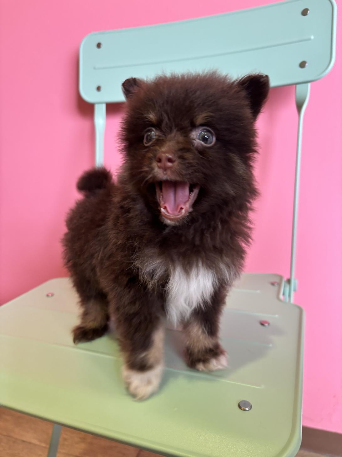 埼玉県のポメラニアン (ペッツスマイル南中野店/2026年1月12日生まれ/男の子/チョコレートタン)の子犬の2枚目の画像