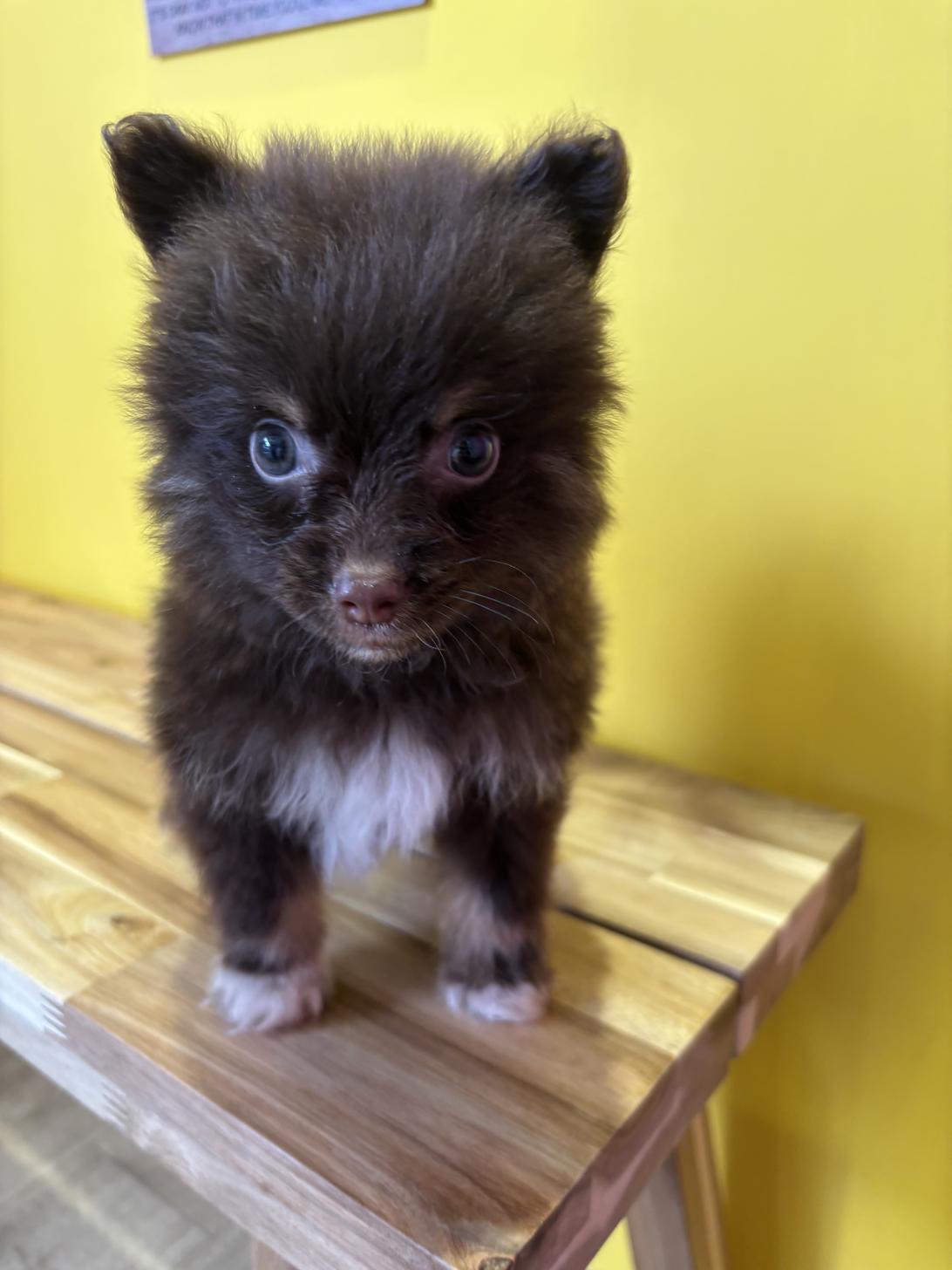 埼玉県のポメラニアン (ペッツスマイル南中野店/2026年1月12日生まれ/男の子/チョコレートタン)の子犬の3枚目の画像