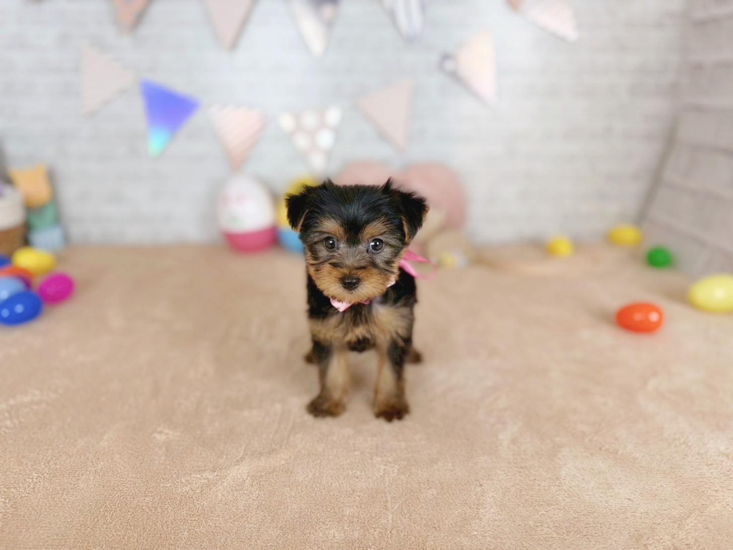 北海道のヨークシャーテリア (ペットショップだんぼ/2025年12月25日生まれ/女の子/スチールブルータン)の子犬