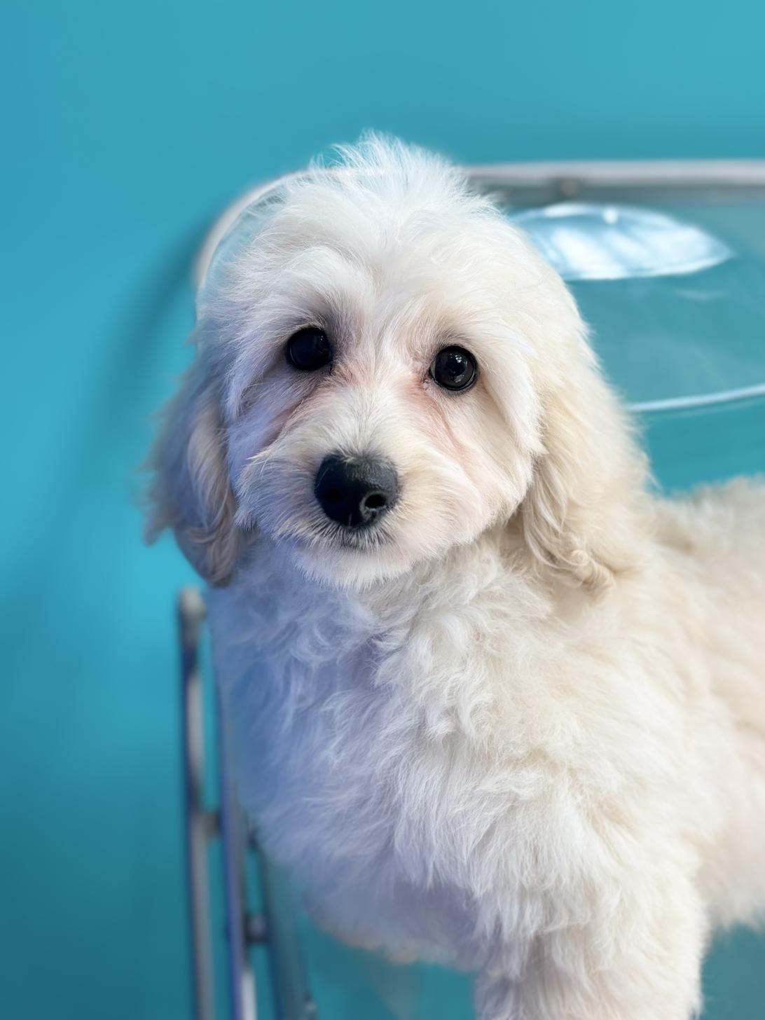 埼玉県のダップー(ダックス×プードル) (ペッツスマイル加須インター店/2026年4月14日生まれ/男の子/クリーム)の子犬の3枚目の画像