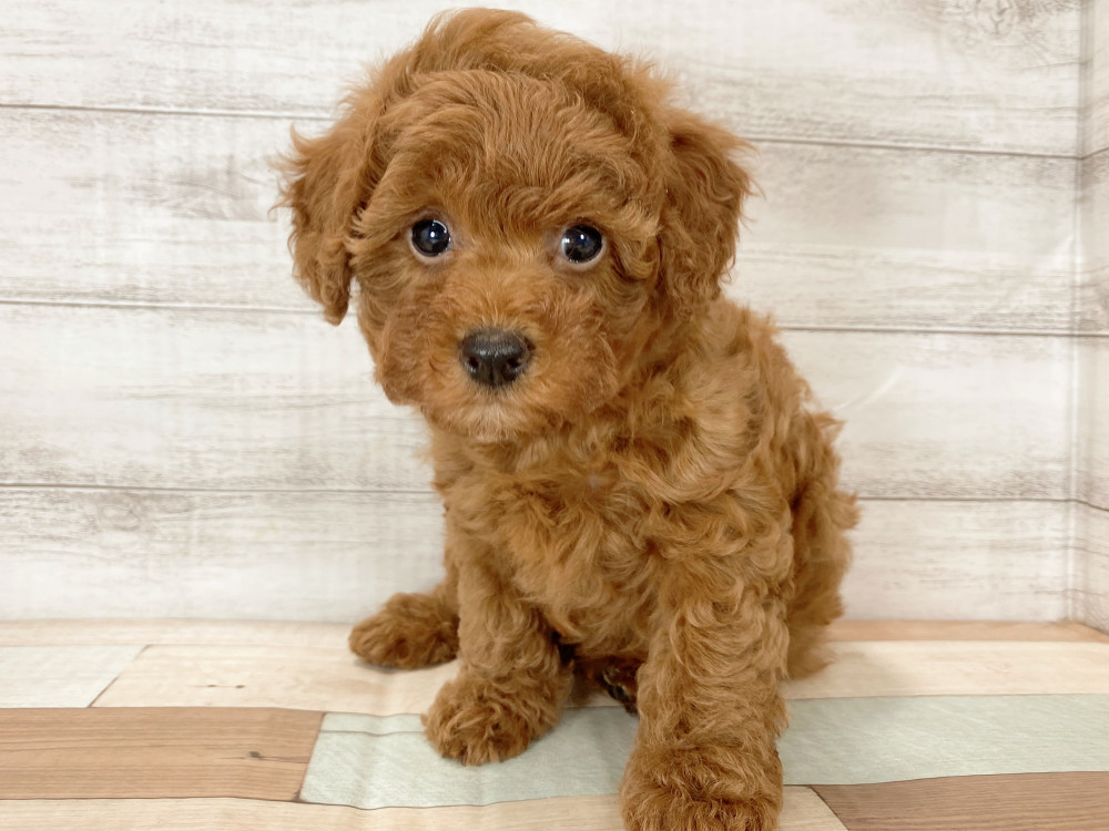 新潟県のトイプードル(トイ) (竹内ペット 新津本店/2025年9月22日生まれ/女の子/レッド)の子犬の1枚目の画像