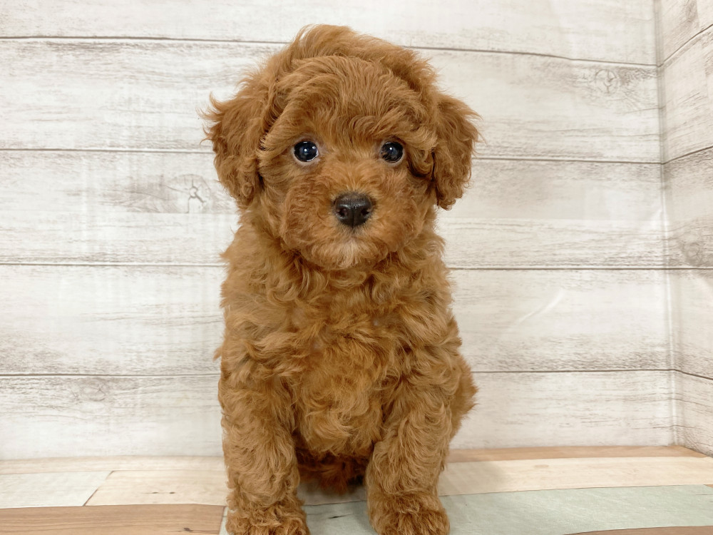 新潟県のトイプードル(トイ) (竹内ペット 新津本店/2025年9月22日生まれ/女の子/レッド)の子犬の2枚目の画像