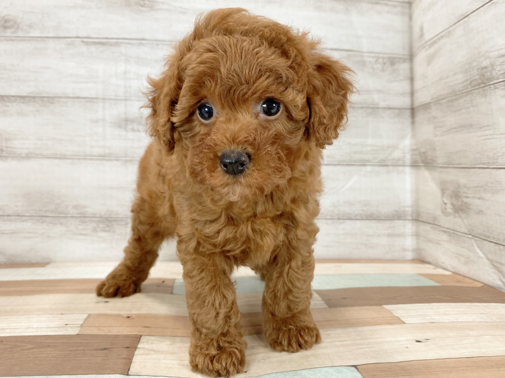 新潟県のトイプードル(トイ) (竹内ペット 新津本店/2025年9月22日生まれ/女の子/レッド)の子犬の3枚目の画像