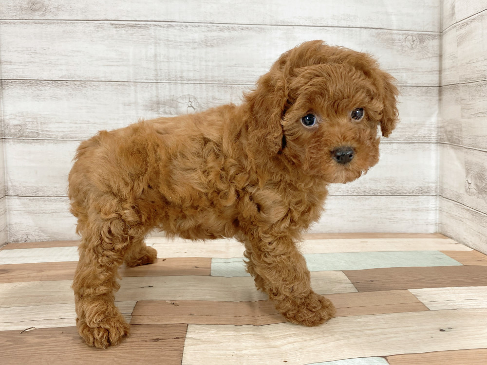 新潟県のトイプードル(トイ) (竹内ペット 新津本店/2025年9月22日生まれ/女の子/レッド)の子犬の4枚目の画像