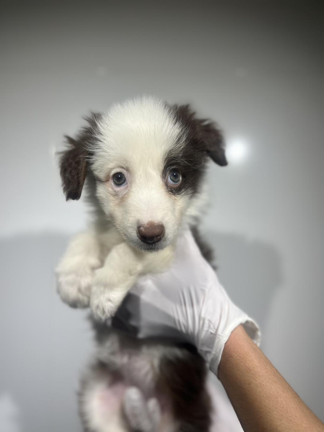 埼玉県のボーダーコリー (ペッツスマイル加須インター店/2025年9月5日生まれ/女の子/チョコレートホワイト)の子犬の1枚目の画像