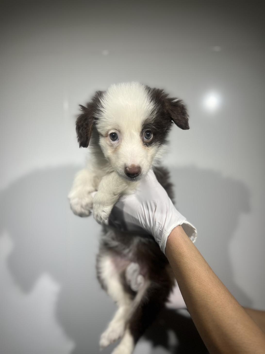 埼玉県のボーダーコリー (ペッツスマイル加須インター店/2025年9月5日生まれ/女の子/チョコレートホワイト)の子犬の2枚目の画像