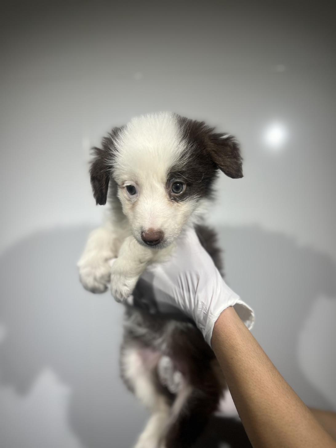 埼玉県のボーダーコリー (ペッツスマイル加須インター店/2025年9月5日生まれ/女の子/チョコレートホワイト)の子犬の3枚目の画像