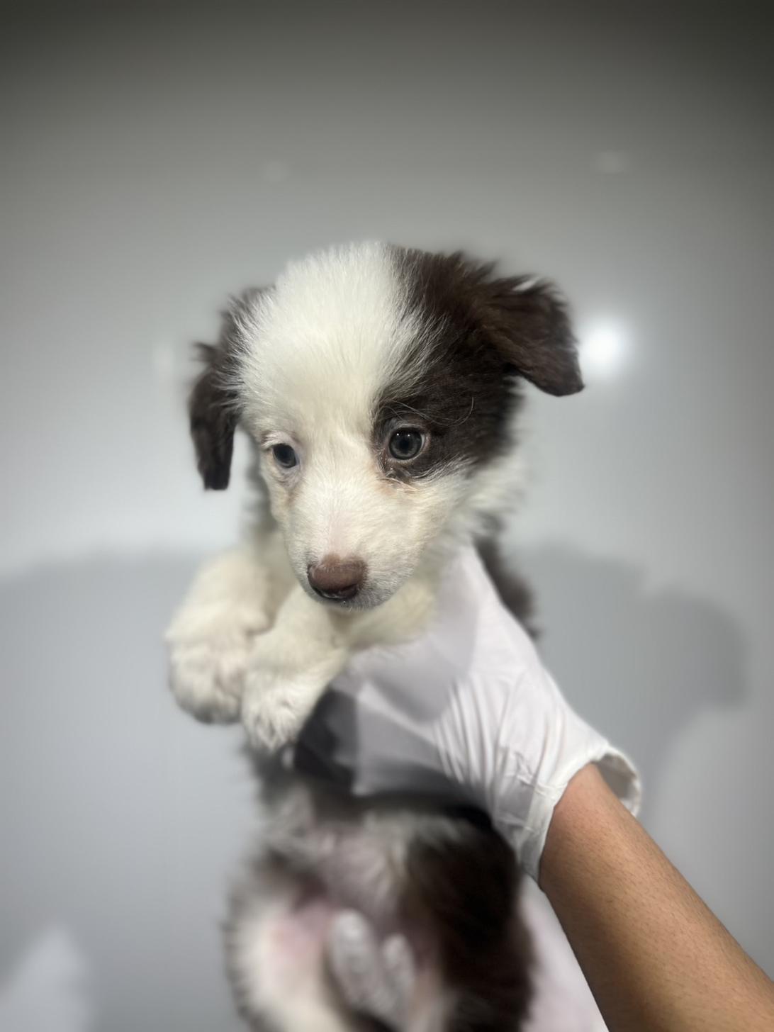 埼玉県のボーダーコリー (ペッツスマイル加須インター店/2025年9月5日生まれ/女の子/チョコレートホワイト)の子犬の4枚目の画像