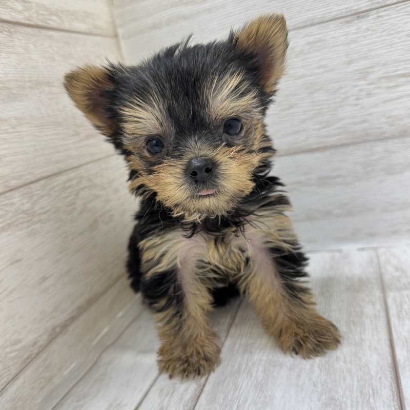 埼玉県のヨークシャーテリア (ペピカファミリー大宮宮原店/2025年8月9日生まれ/男の子/スチールブルータンホワイト)の子犬