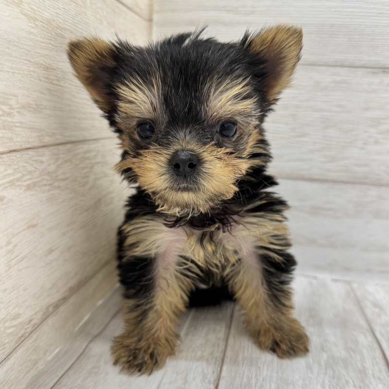 埼玉県のヨークシャーテリア (ペピカファミリー大宮宮原店/2025年8月9日生まれ/男の子/スチールブルータンホワイト)の子犬の2枚目の画像