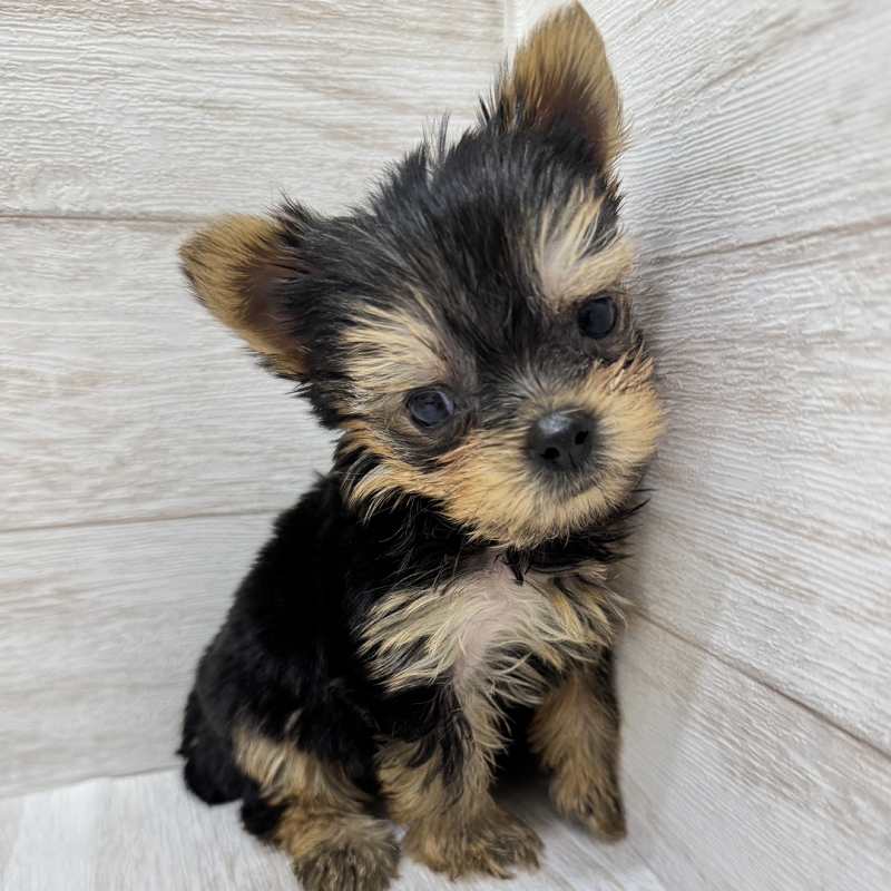 埼玉県のヨークシャーテリア (ペピカファミリー大宮宮原店/2025年8月9日生まれ/男の子/スチールブルータンホワイト)の子犬の3枚目の画像