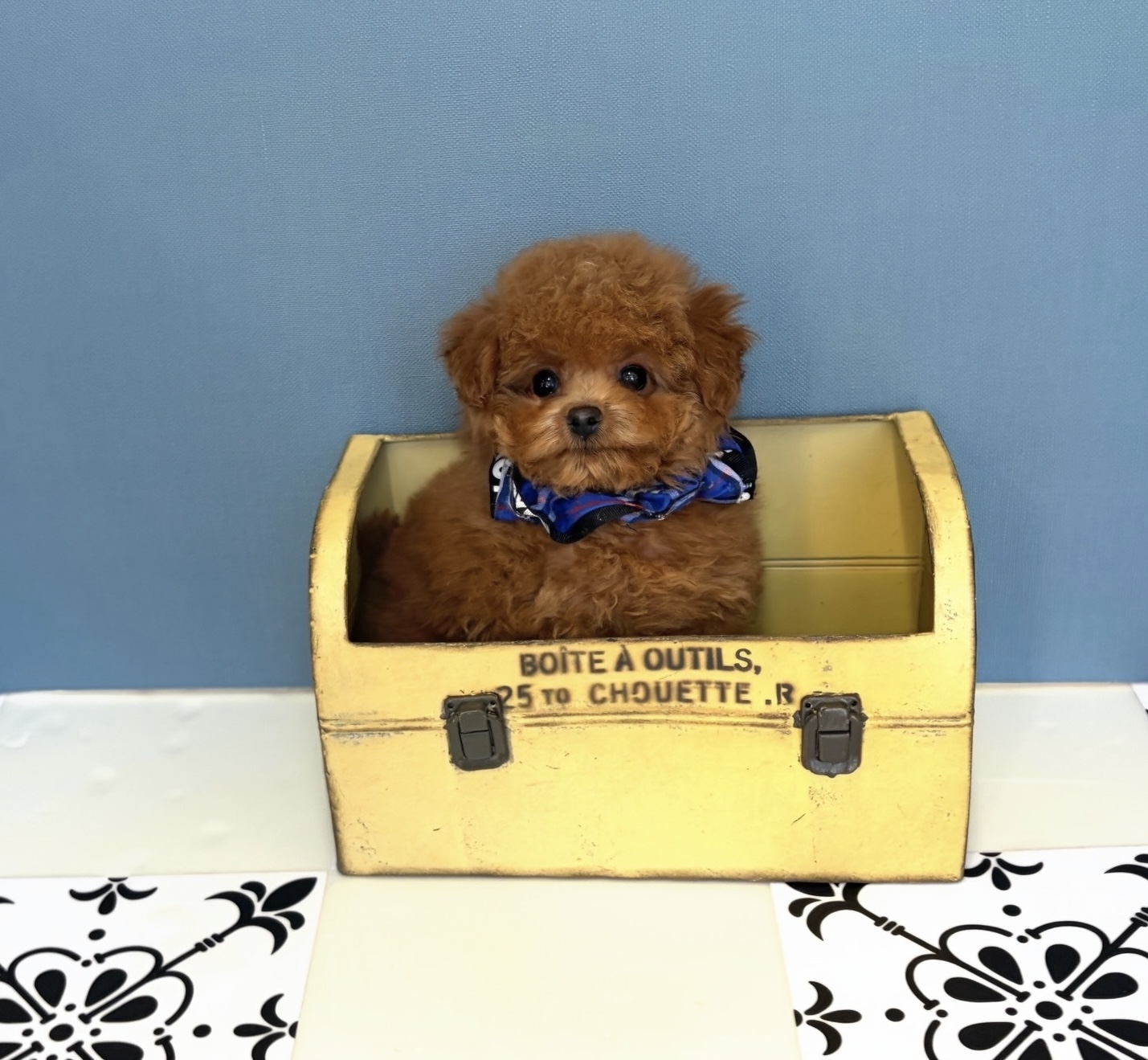 福岡県のビションプー(ビションフリーゼ×プードル) (ぱぴぷぺっと福岡店/2025年10月1日生まれ/男の子/レッド)の子犬の1枚目の画像