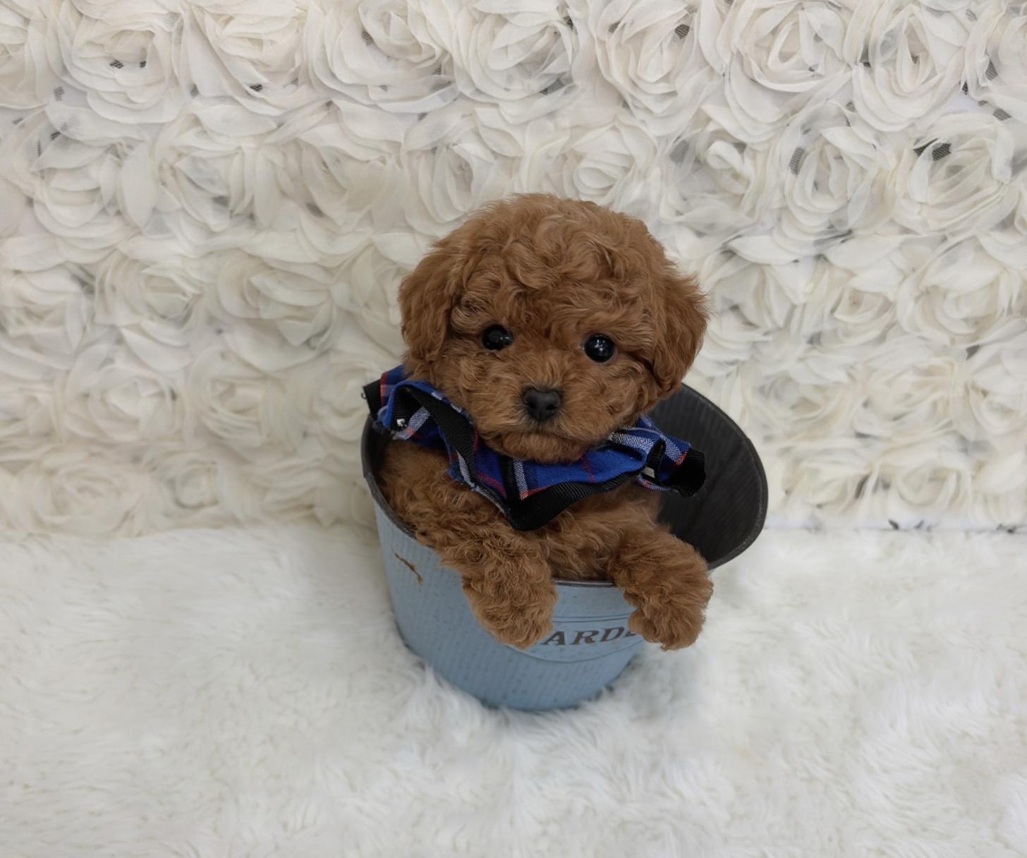 福岡県のビションプー(ビションフリーゼ×プードル) (ぱぴぷぺっと福岡店/2025年10月1日生まれ/男の子/レッド)の子犬の1枚目の画像