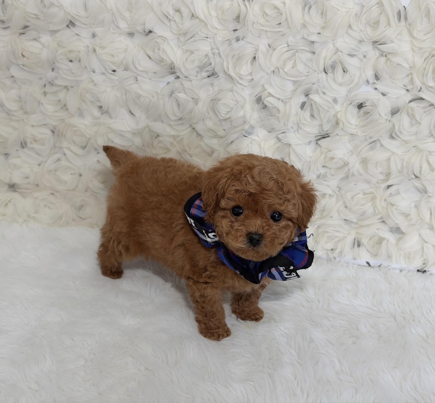 福岡県のビションプー(ビションフリーゼ×プードル) (ぱぴぷぺっと福岡店/2025年10月1日生まれ/男の子/レッド)の子犬の2枚目の画像