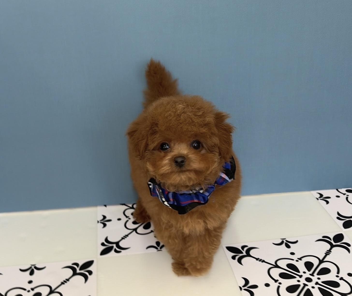 福岡県のビションプー(ビションフリーゼ×プードル) (ぱぴぷぺっと福岡店/2025年10月1日生まれ/男の子/レッド)の子犬の3枚目の画像