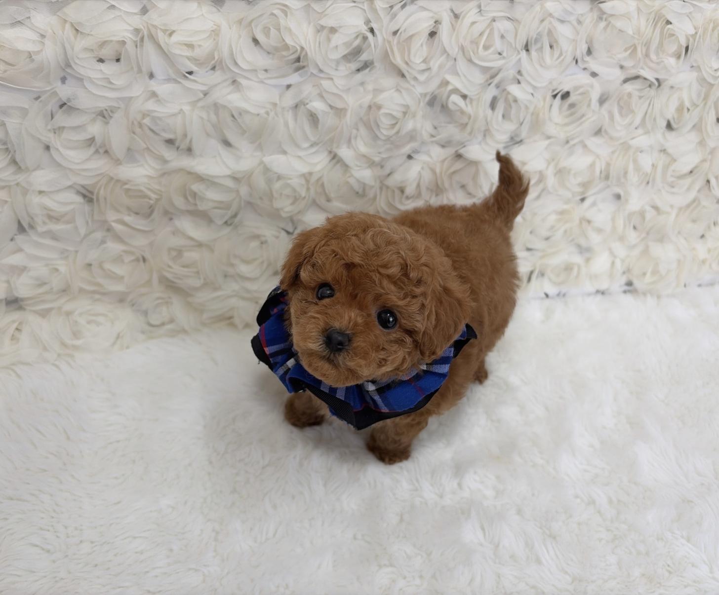 福岡県のビションプー(ビションフリーゼ×プードル) (ぱぴぷぺっと福岡店/2025年10月1日生まれ/男の子/レッド)の子犬の3枚目の画像