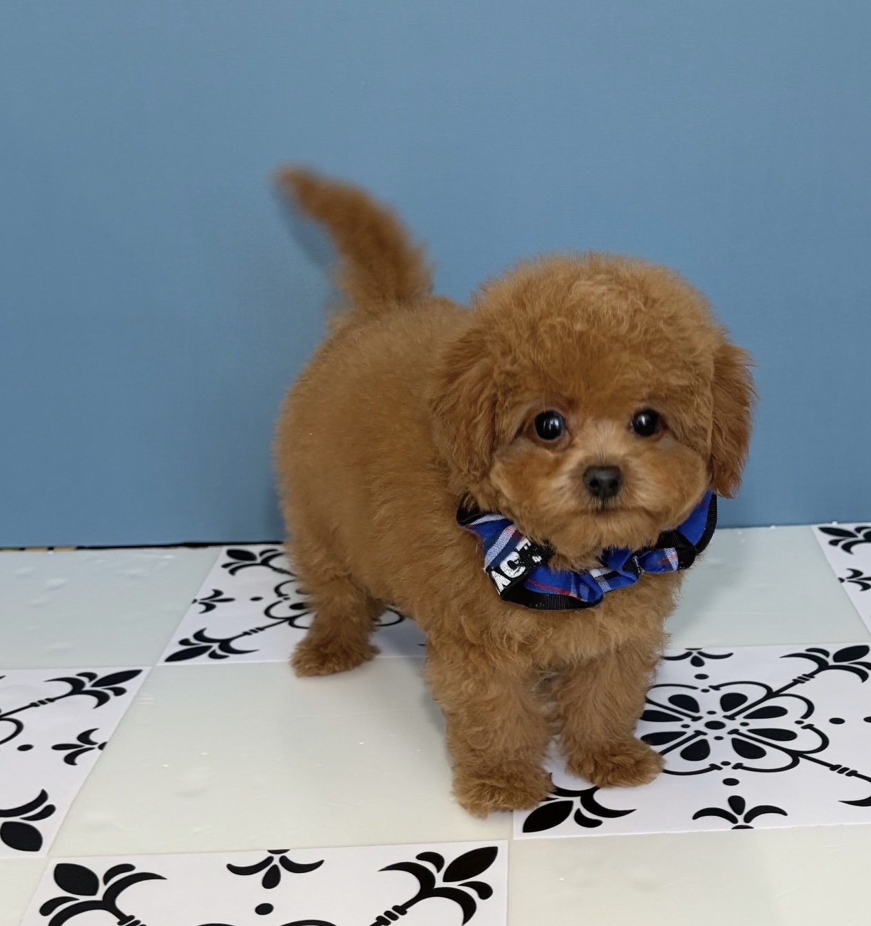 福岡県のビションプー(ビションフリーゼ×プードル) (ぱぴぷぺっと福岡店/2025年10月1日生まれ/男の子/レッド)の子犬の4枚目の画像