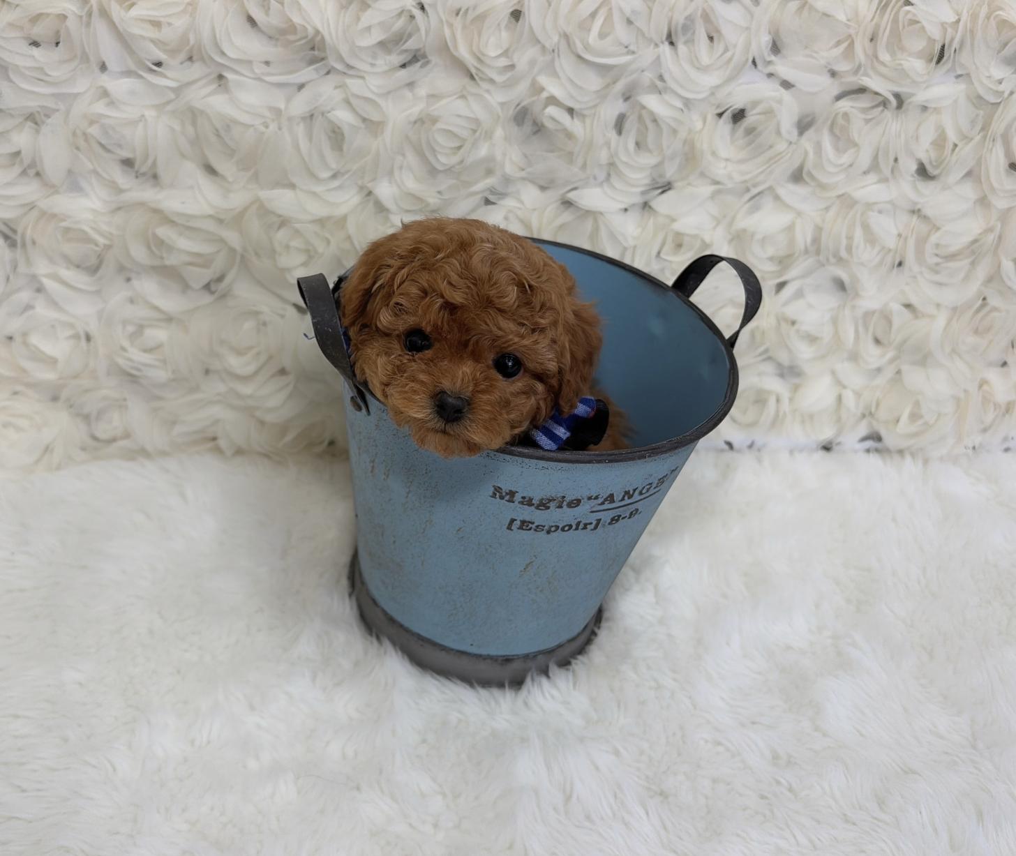 福岡県のビションプー(ビションフリーゼ×プードル) (ぱぴぷぺっと福岡店/2025年10月1日生まれ/男の子/レッド)の子犬の4枚目の画像