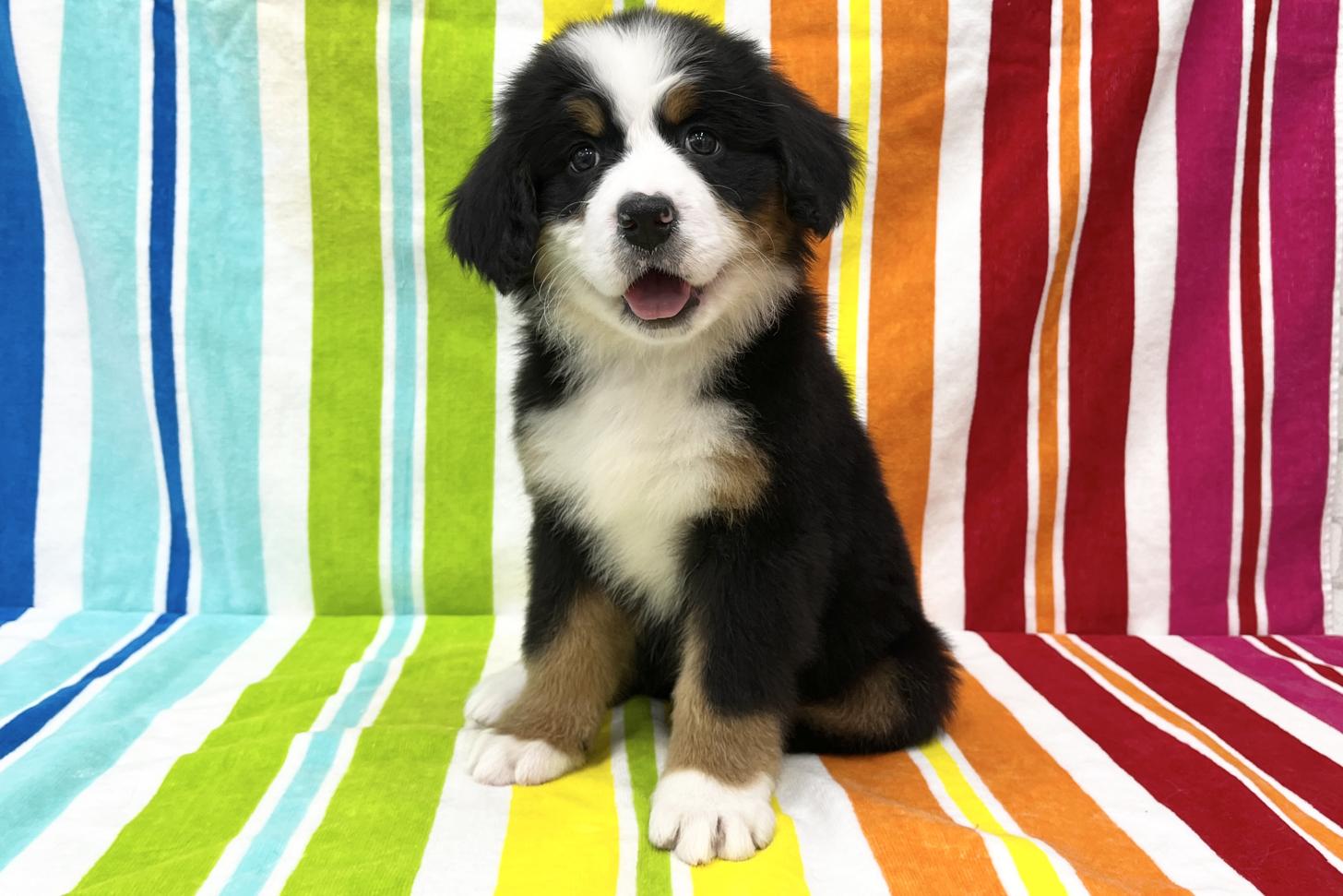 愛知県のバーニーズマウンテンドッグ (ハピースペット一宮三条アミーゴ店/2025年10月7日生まれ/女の子/ブラックラストホワイト)の子犬の1枚目の画像