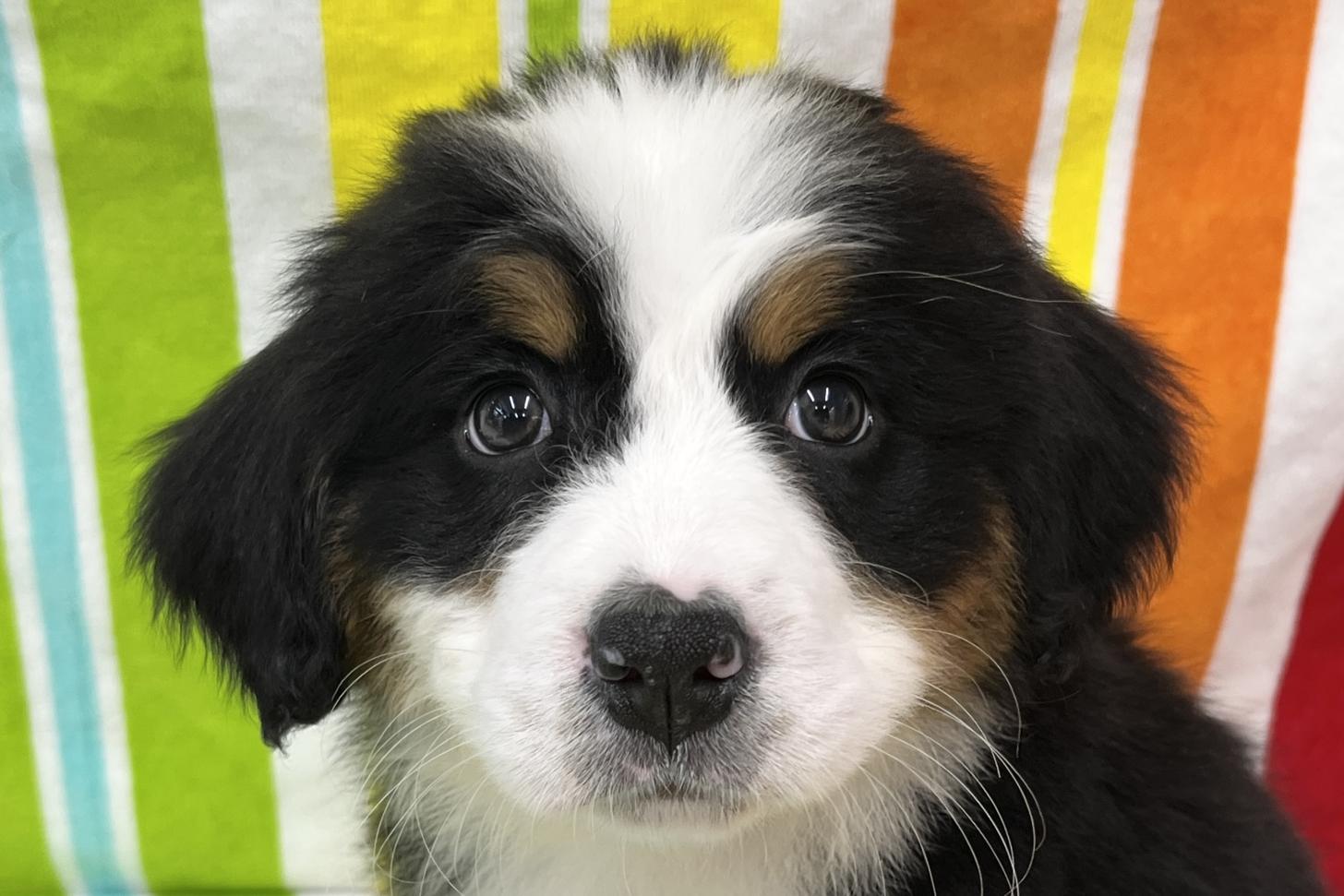 愛知県のバーニーズマウンテンドッグ (ハピースペット一宮三条アミーゴ店/2025年10月7日生まれ/女の子/ブラックラストホワイト)の子犬の2枚目の画像