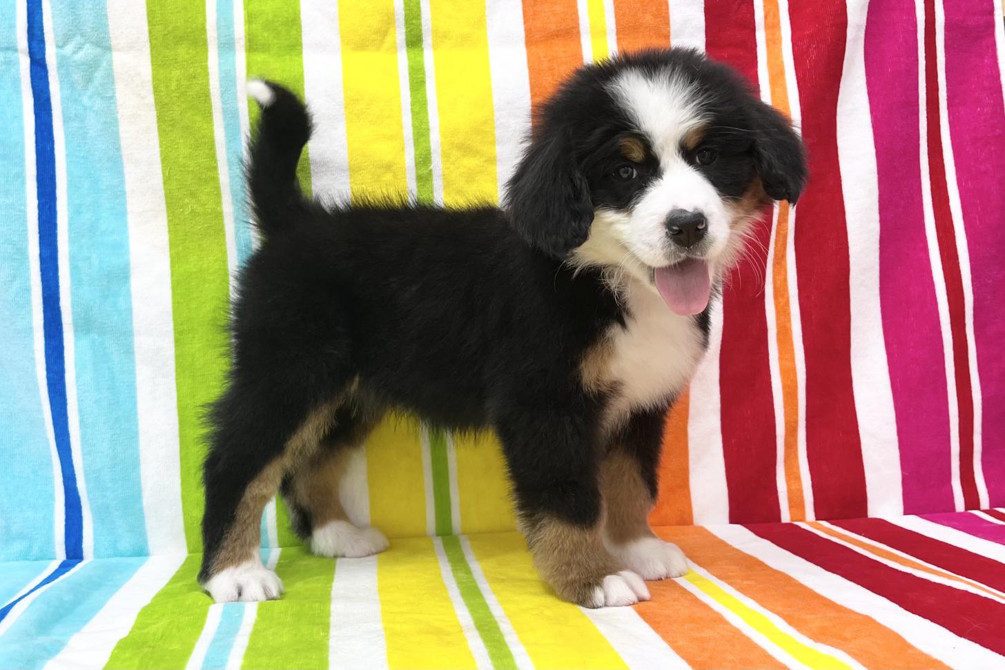 愛知県のバーニーズマウンテンドッグ (ハピースペット一宮三条アミーゴ店/2025年10月7日生まれ/女の子/ブラックラストホワイト)の子犬の3枚目の画像