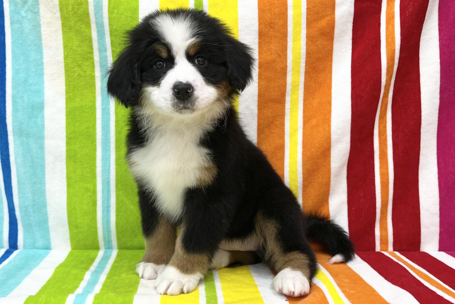 愛知県のバーニーズマウンテンドッグ (ハピースペット一宮三条アミーゴ店/2025年10月7日生まれ/女の子/ブラックラストホワイト)の子犬の4枚目の画像