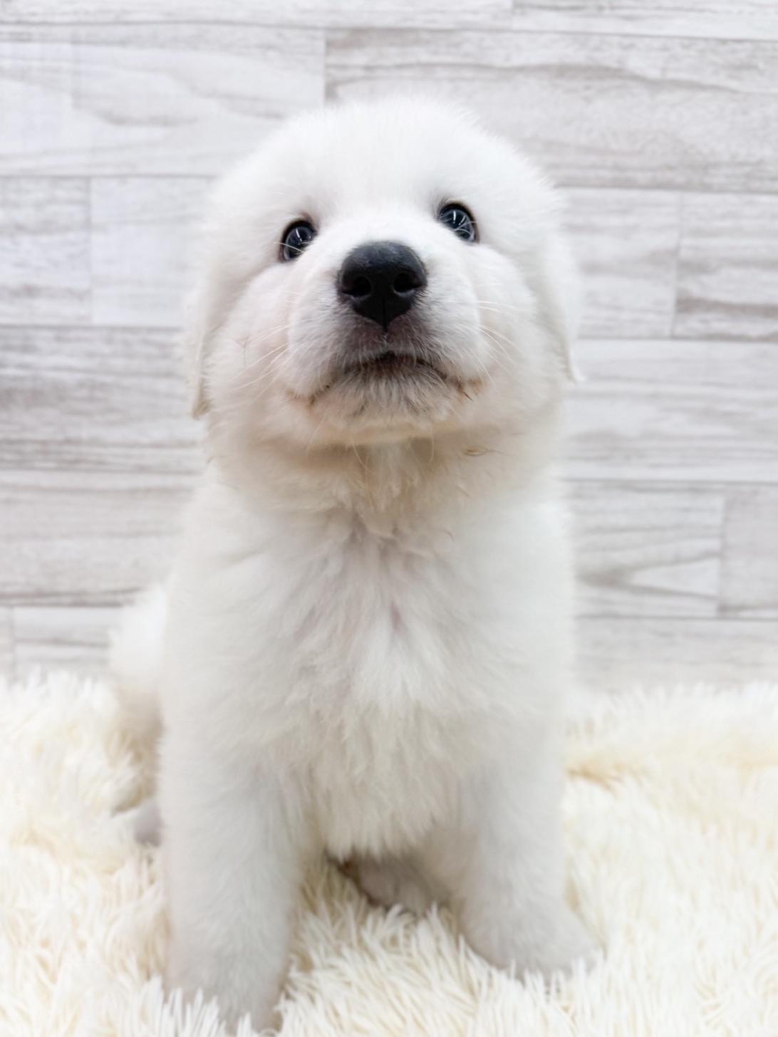 神奈川県のグレートピレニーズ (ペッツコンシェル川崎小田栄店/2026年4月5日生まれ/男の子/ホワイト)の子犬