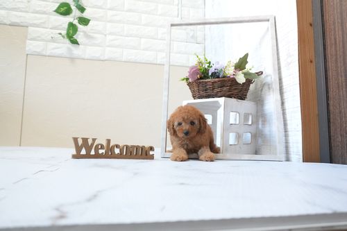 滋賀県のトイプードル(トイ) (いっぷく湖南店/2025年12月21日生まれ/女の子/レッドフォーン)の子犬の1枚目の画像