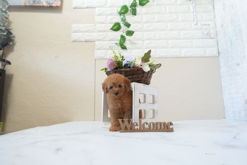 滋賀県のトイプードル(トイ) (いっぷく湖南店/2025年12月21日生まれ/女の子/レッドフォーン)の子犬の2枚目の画像