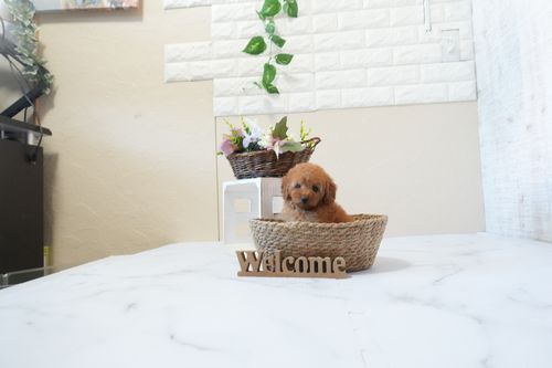 滋賀県のトイプードル(トイ) (いっぷく湖南店/2025年12月21日生まれ/女の子/レッドフォーン)の子犬の4枚目の画像