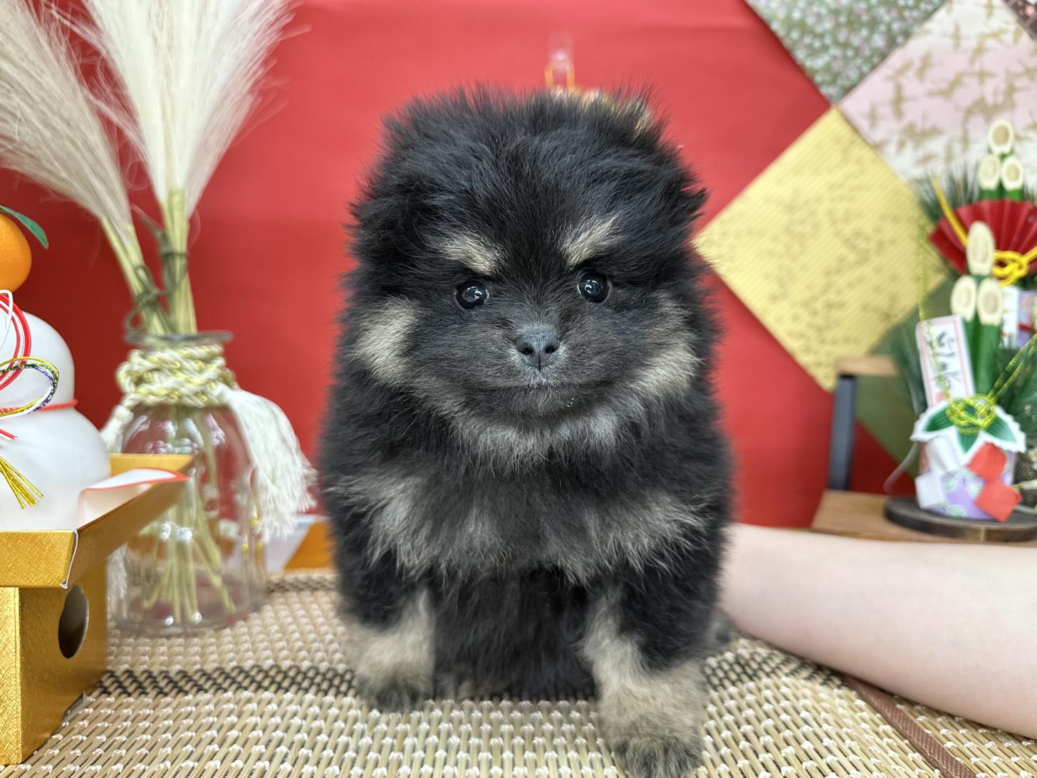 北海道のポメラニアン (ラブワンコ カインズ大曲店/2025年11月28日生まれ/女の子/ブラックタン)の子犬