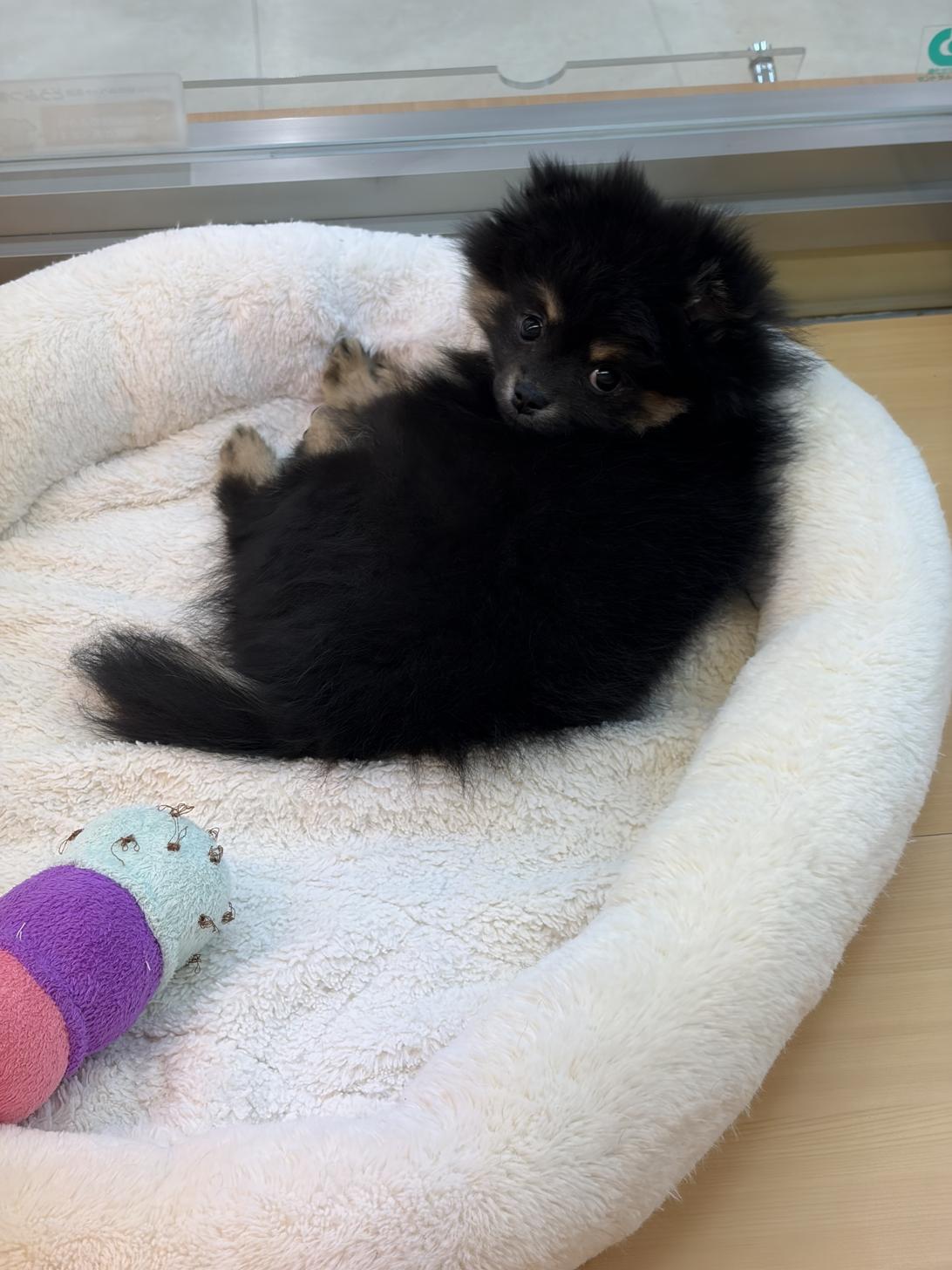 北海道のポメラニアン (ラブワンコ カインズ大曲店/2025年11月28日生まれ/女の子/ブラックタン)の子犬