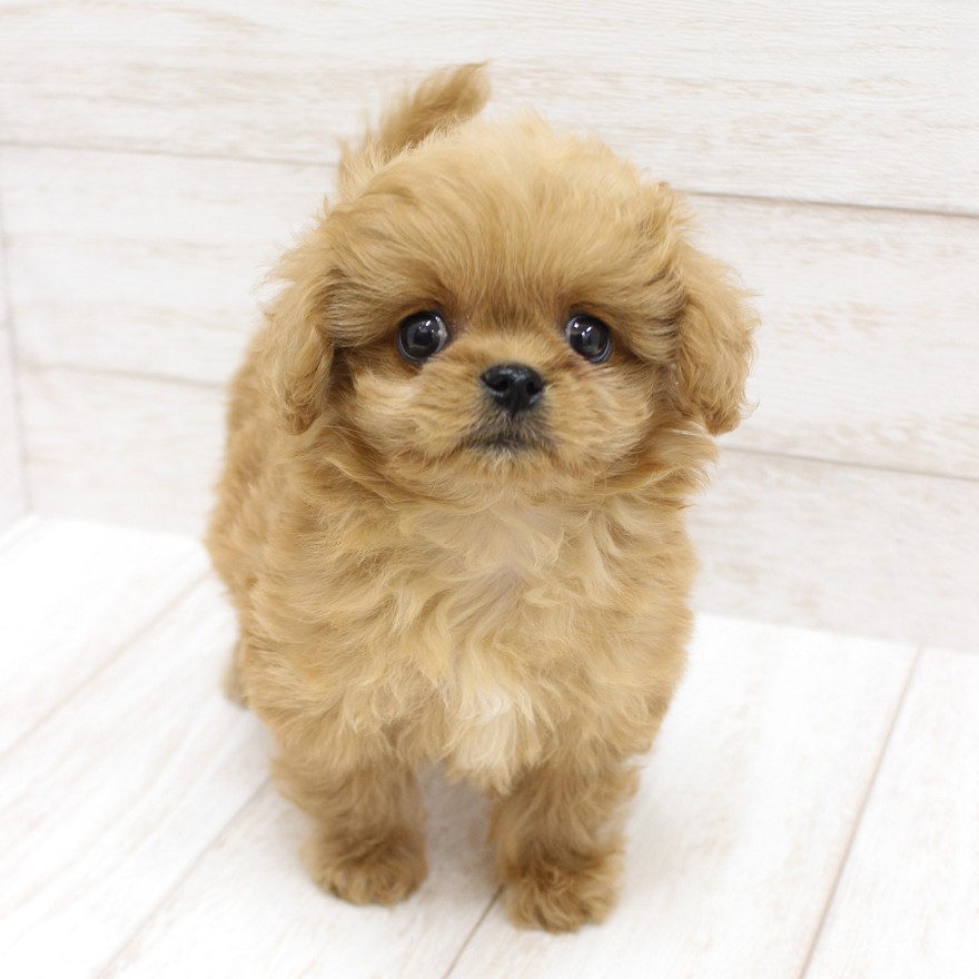 千葉県のペキプー(ペキニーズ×プードル) (ペピカファミリー松戸店/2025年10月5日生まれ/女の子/アプリコット)の子犬の1枚目の画像