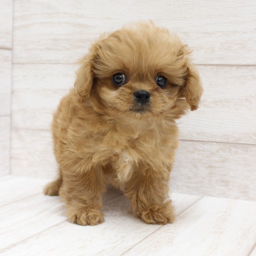 千葉県のペキプー(ペキニーズ×プードル) (ペピカファミリー松戸店/2025年10月5日生まれ/女の子/アプリコット)の子犬の2枚目の画像