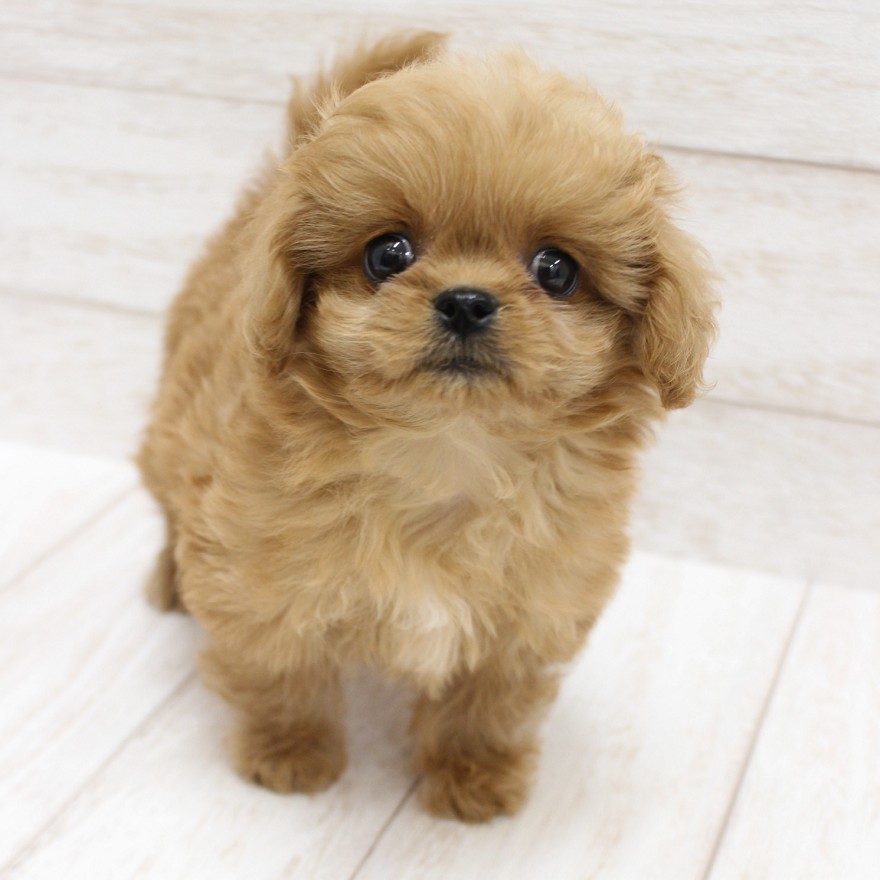 千葉県のペキプー(ペキニーズ×プードル) (ペピカファミリー松戸店/2025年10月5日生まれ/女の子/アプリコット)の子犬の3枚目の画像