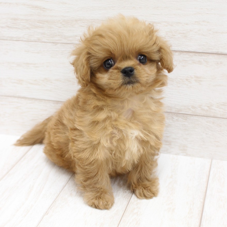 千葉県のペキプー(ペキニーズ×プードル) (ペピカファミリー松戸店/2025年10月5日生まれ/女の子/アプリコット)の子犬の4枚目の画像