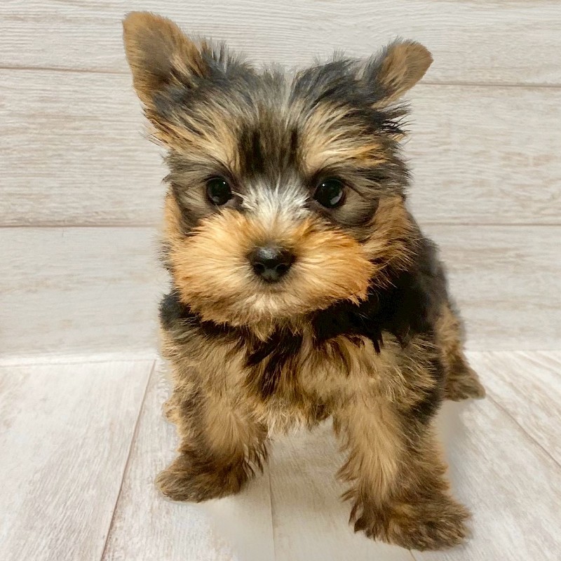 埼玉県のヨークシャーテリア (ペピカファミリー大宮宮原店/2025年9月20日生まれ/女の子/スチールブルータン)の子犬