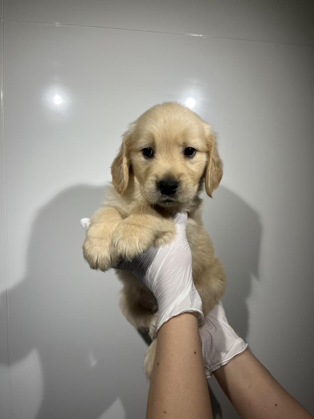 埼玉県のゴールデンレトリバー (ペッツスマイル加須インター店/2026年2月8日生まれ/女の子/ゴールデン)の子犬の1枚目の画像