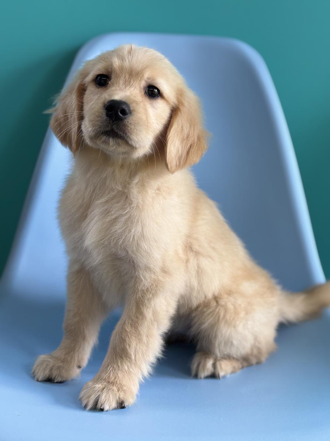 埼玉県のゴールデンレトリバー (ペッツスマイル加須インター店/2026年2月8日生まれ/女の子/ゴールデン)の子犬の1枚目の画像