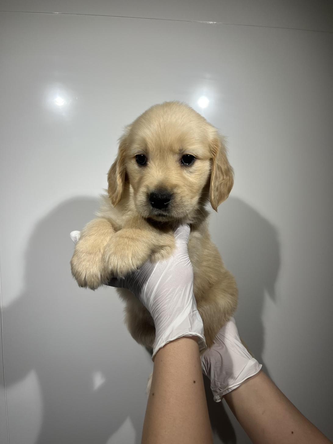 埼玉県のゴールデンレトリバー (ペッツスマイル加須インター店/2026年2月8日生まれ/女の子/ゴールデン)の子犬の2枚目の画像