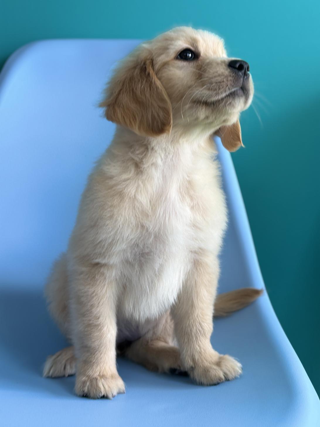 埼玉県のゴールデンレトリバー (ペッツスマイル加須インター店/2026年2月8日生まれ/女の子/ゴールデン)の子犬の2枚目の画像