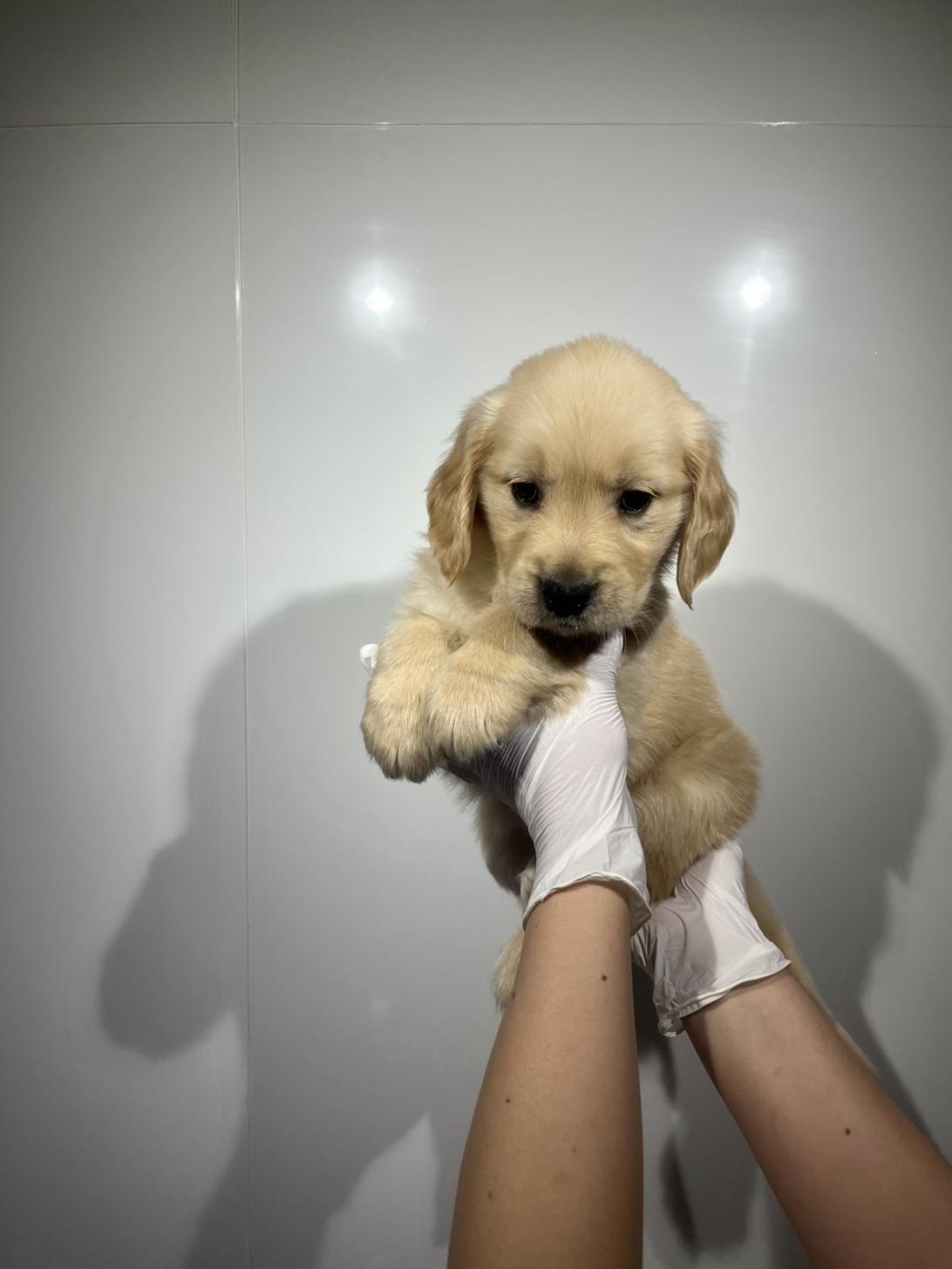 埼玉県のゴールデンレトリバー (ペッツスマイル加須インター店/2026年2月8日生まれ/女の子/ゴールデン)の子犬の3枚目の画像